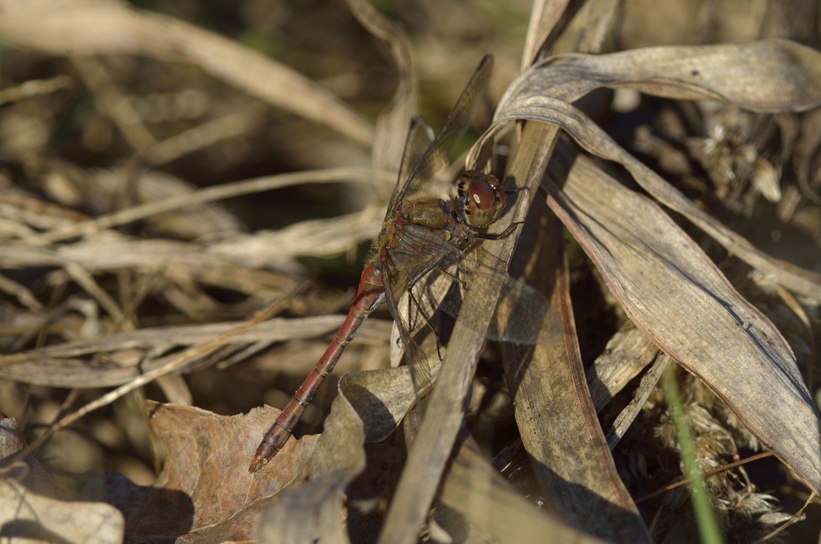 Odonata da ID